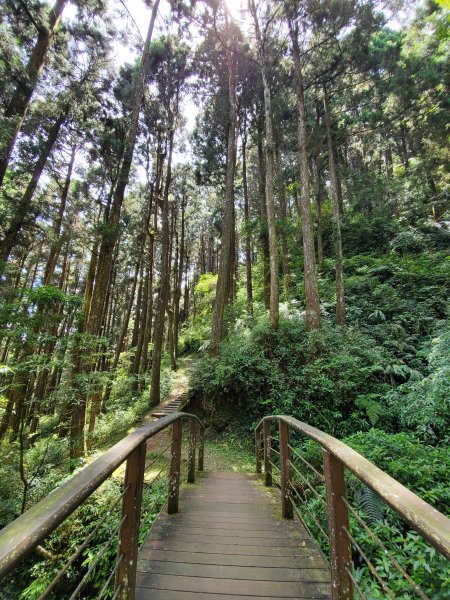 【嘉義|大凍山】多林-頂湖走1010185