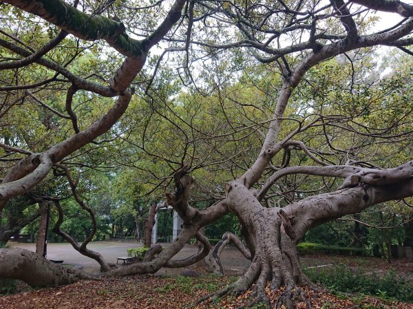 功維敘隧道-貓狸山公園2754527