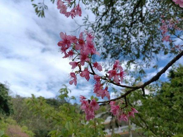 汐止區大尖山櫻花+秀峰瀑布O型3009408