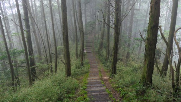 阿里山森遊區-祝山,對高岳步道2537067