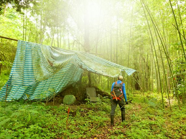 阿里山鄉神木之旅--拉拉喀斯1號神木及巨石神木348643