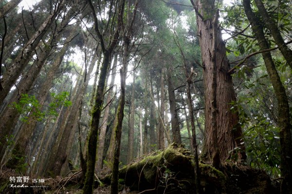 特富野古道1407537