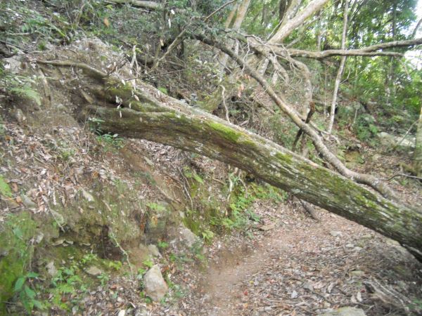 谷關七雄老二--馬崙山183416