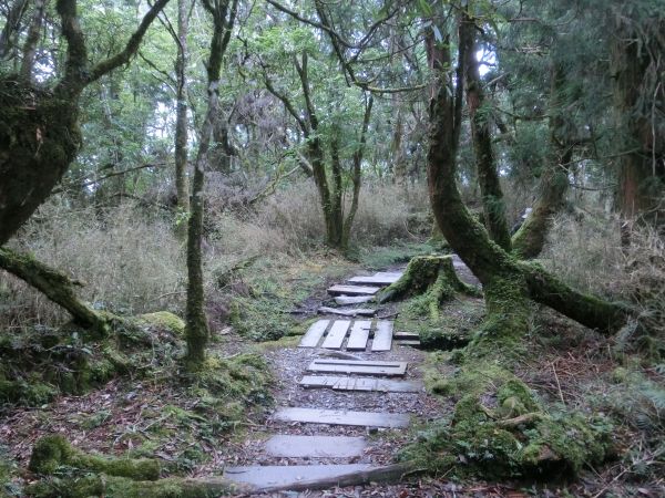 檜木原始林．鐵杉林自然步道380345