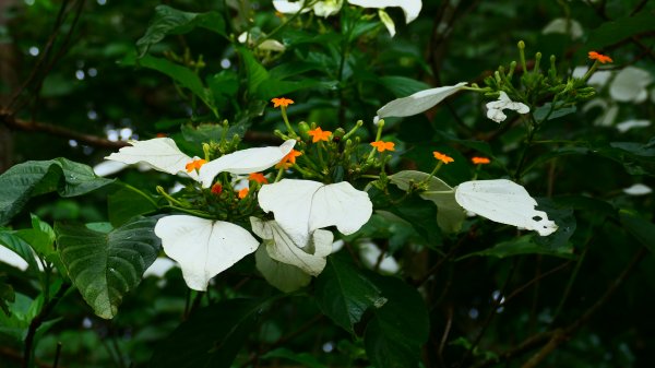 台北植物園3051140