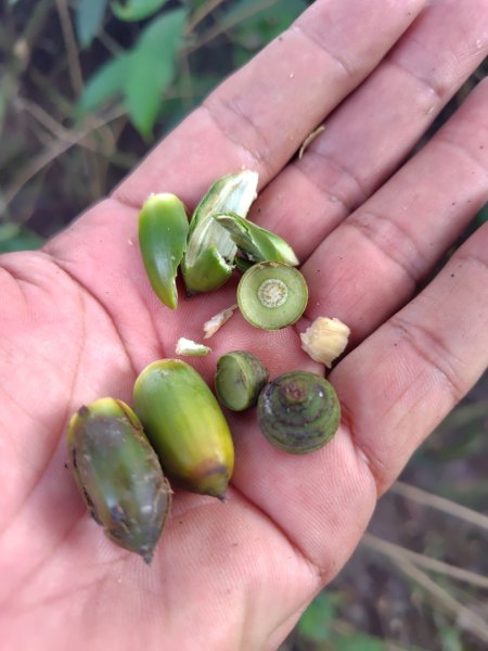 多納六秀 足母山 鬼斧神工一線天 德德山2953027