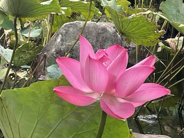 陽明山六瀑連走