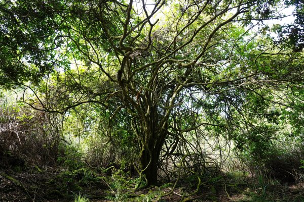 台中 和平 馬崙山2796949