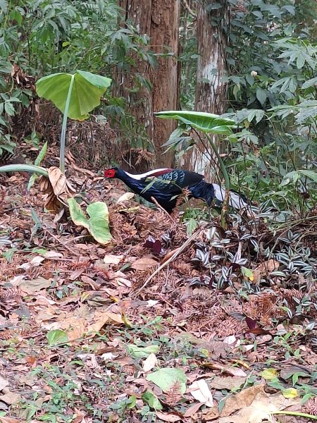 北港溪峽谷202602092995629