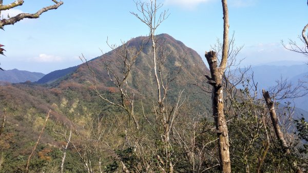 賞台灣山毛櫸(逐鹿、卡保、樂佩)734802