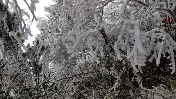 寒流到北得拉曼&內鳥嘴山追雪 - 2021/1/91322649
