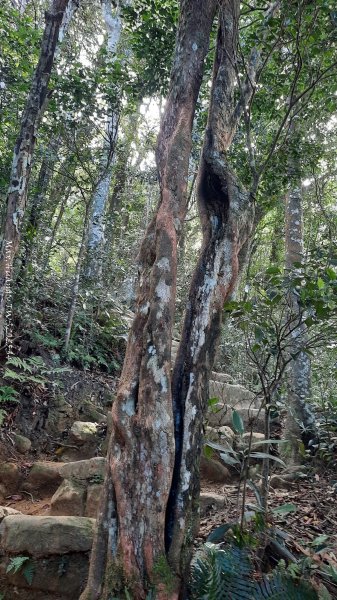 《新竹》斷崖神木｜北得拉曼步道小P繞202510172917496