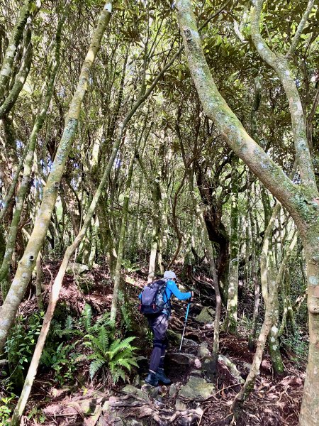 橫嶺山-沙蓮山-笛吹山連走    2022/7/51754692