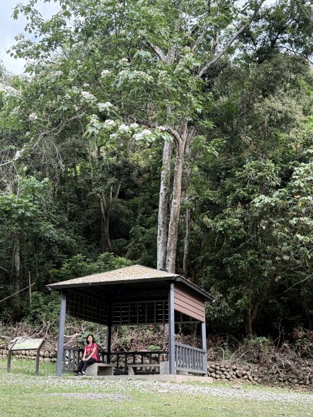 挑水古道附近古道串聯+藤山步道202505032784328