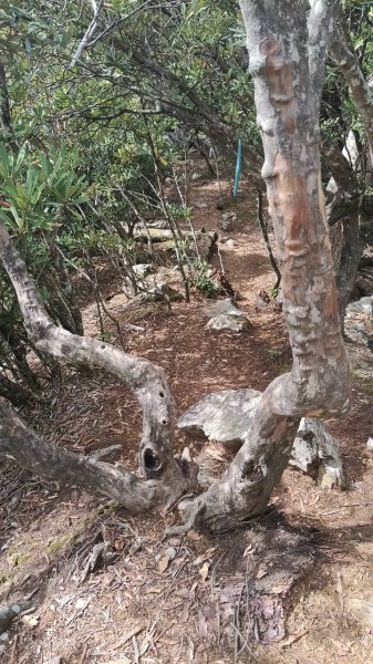 20251010 大雪山國家森林遊樂區 - 船型山林道 登 烏石坑山2911176