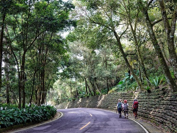 鳳凰山 （溪頭四姝 ）溪頭園區O繞1880878