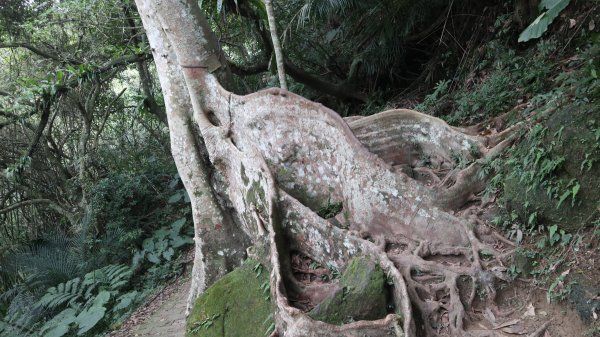 獵貍尖步道連走烏塗溪步道登山健行趣(淡蘭南路TK3-6&TK3-5&TK3-4)2404549