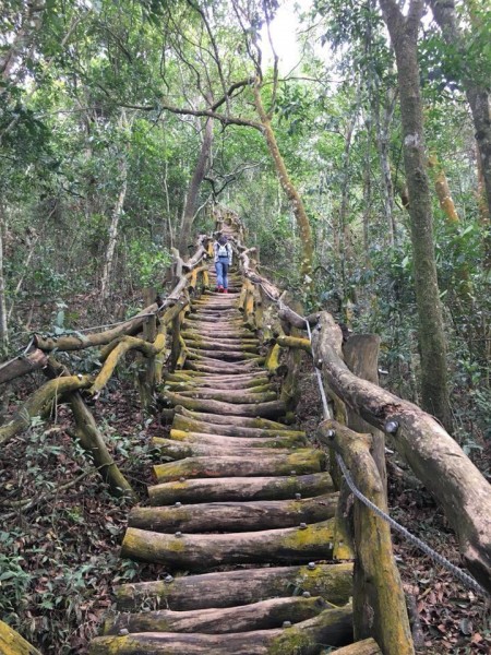 大坑五號步道頭嵙山252508