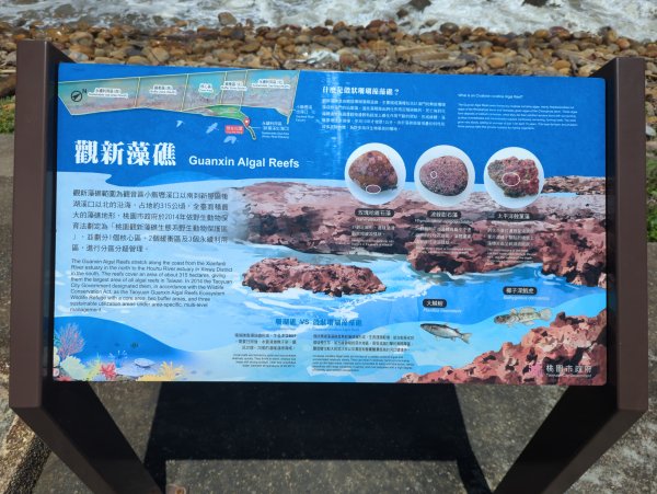 2025.07.26－霄裡好風光：觀音~新屋自行車道2847829