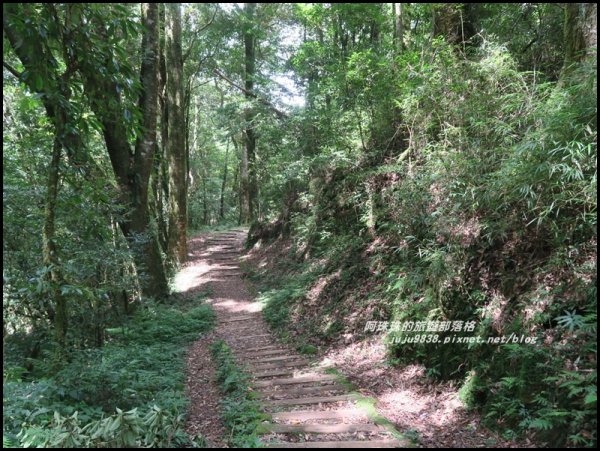 嘉義。特富野古道。鐵道森林最美的步道422591