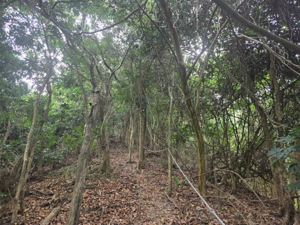 2026-02-01 靈山古道2991717