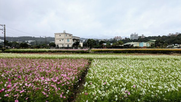 大溪花海的邀約2650404