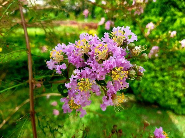 全臺齊步走｜碧潭、大安森林、大湖公園、淡水、花博、中正2230388