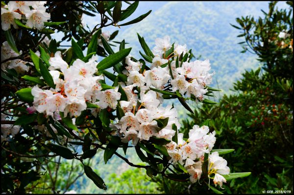 波津加山頂的玉山杜鵑開花了！315802