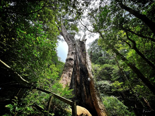 北得拉曼巨木步道｜新竹童話森林巨木群落、回音谷稜線峭壁、內鳥嘴山P型走