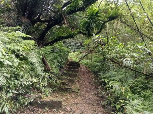 基隆市總督府(嶺)步(古)道-五坑山-五坑湖3038920