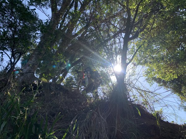 20250322南投松柏坑山-大棚山2745844