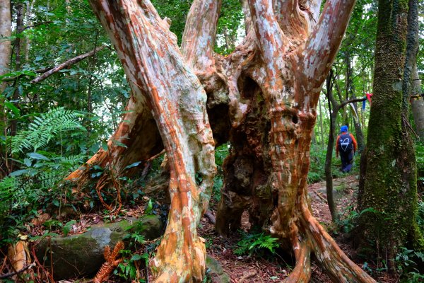 光影森林-那結山縱走貴妃山773717