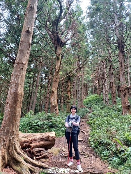 【台中和平】柳杉孟宗竹香杉步道林相豐富。 長壽山(肥崠山)山徑2880632