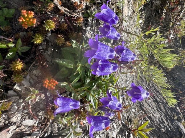 合歡山群峰（南峰、石門山、尖山、東峰）2626652