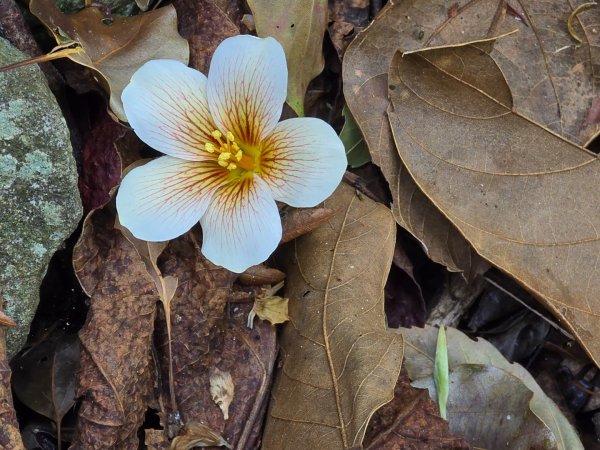 谷關松鶴橋對面的德芙蘭生態步道順登東卯山西南峰2748334