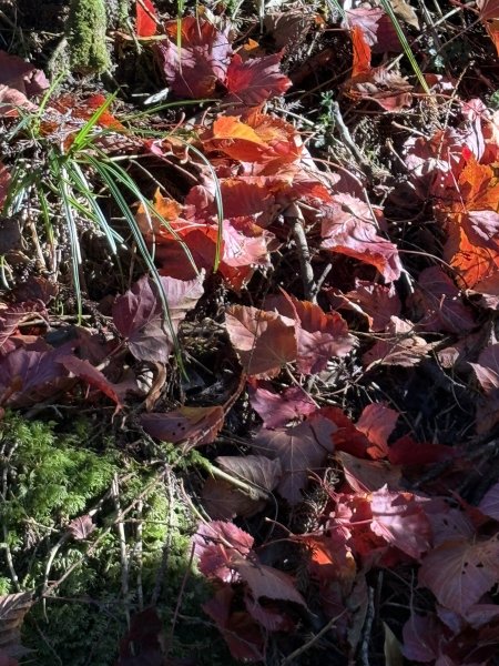 20251225塔山步道(大塔山)2970336