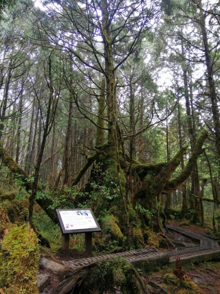 20210307宜蘭太平山翠峰湖環山步道1625961