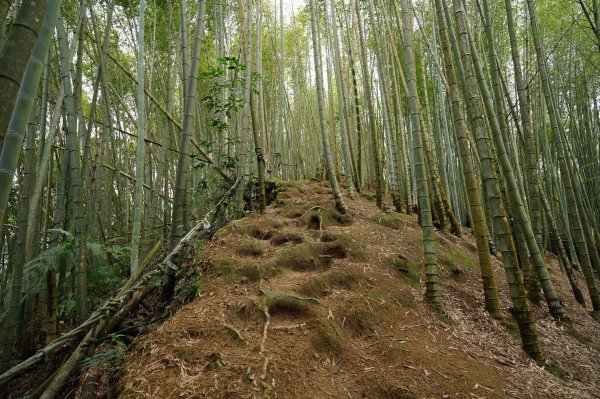 南投 鹿谷 溪頭山、竹崙山、志騰山2730636