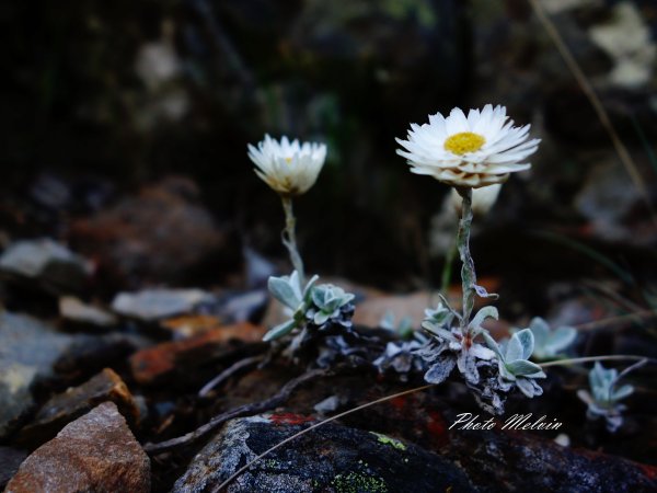 高山小花留影634619