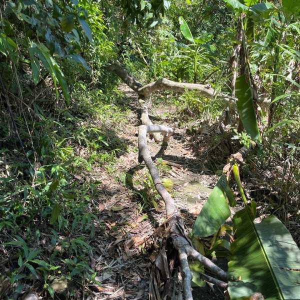 20250822_九份二山（南投小百岳）2941182