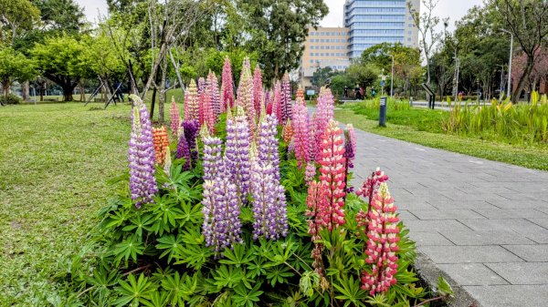 《西江月。魯冰花艷台大》2725802