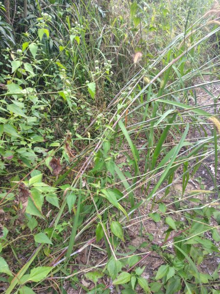 大棟山系南段 水利古道西口 上 竹高崙山 連走 鳥子嶺 坑仔內山 大崖山 下 龍目井農場2953177