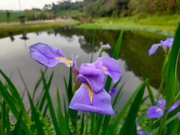 大溪［山豬湖生態園區］+［中庄吊橋］2231705