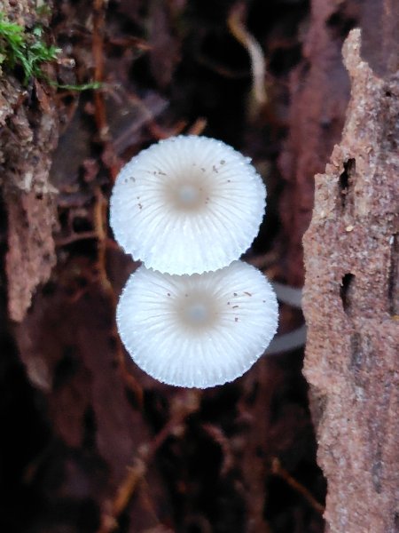 關刀山西峰 關刀山 關刀山東峰 西關刀山北峰 西關刀山北北峰2891020