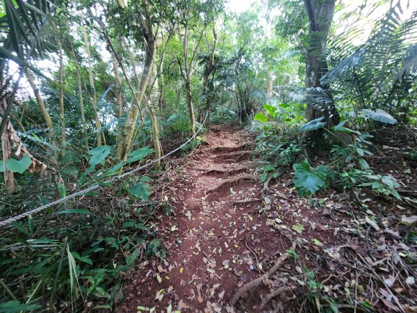 20250323慈湖草嶺山 ~ 五寮尖2781008