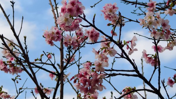 #虎山  #101大樓  #國父紀念館 #河津櫻 #中正紀念堂 2/193002647