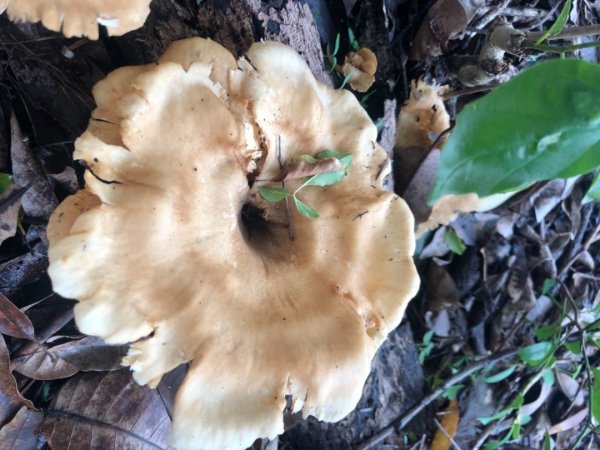 華山步道群1423589