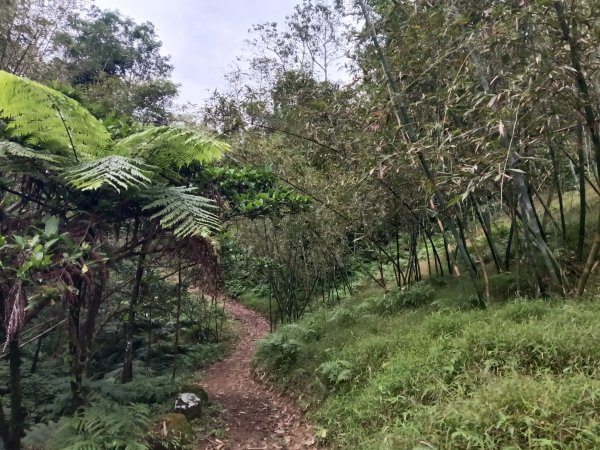 雙溪區彎穹平林山+平湖東步道+紙坑古道(億山煤礦)+紙坑山出平水聚落O型2965786