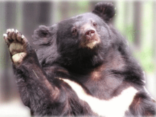 【保育】遇到台灣黑熊該怎麼辦？