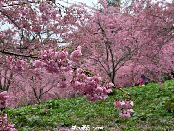 【台中和平】2026福壽山農場千櫻園賞櫻季3010676